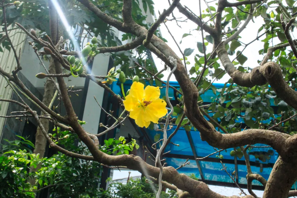 hoa mai 10 (1 of 1).jpg