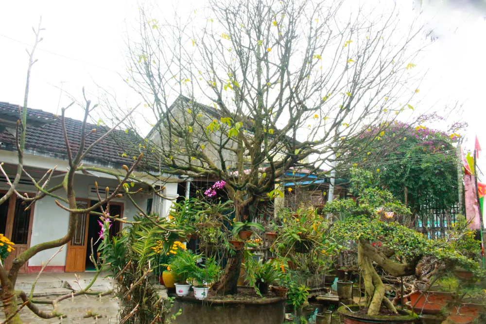 hoa mai 11 (1 of 1).jpg