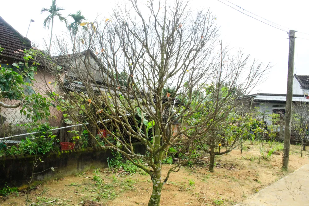 hoa mai 18 (1 of 1).jpg