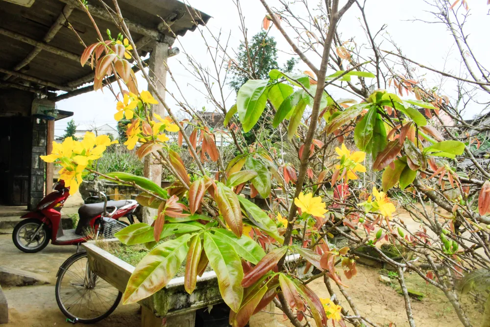 hoa mai 21 (1 of 1).jpg