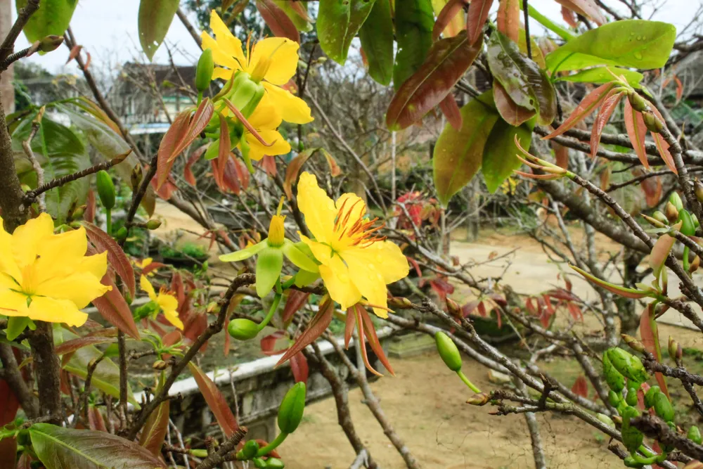 hoa mai 23 (1 of 1).jpg