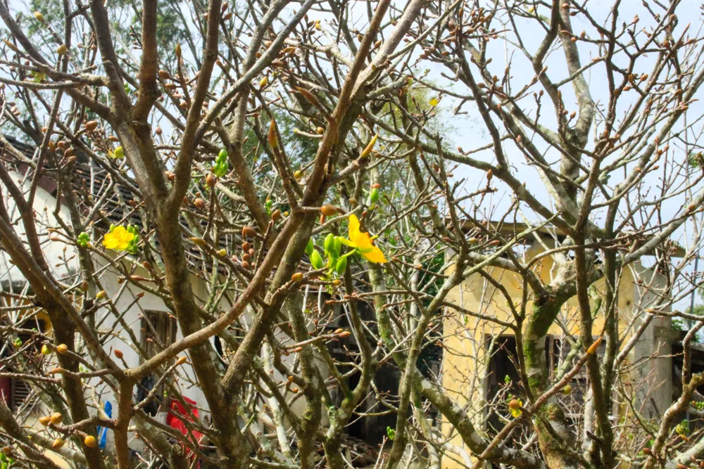 hoa mai 7 (1 of 1).jpg