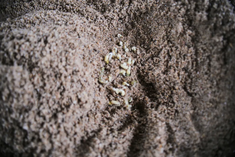 lam dau gia 13 (1 of 1).jpg