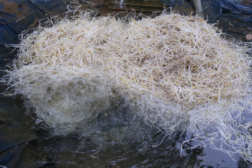 lam dau gia 23 (1 of 1).jpg