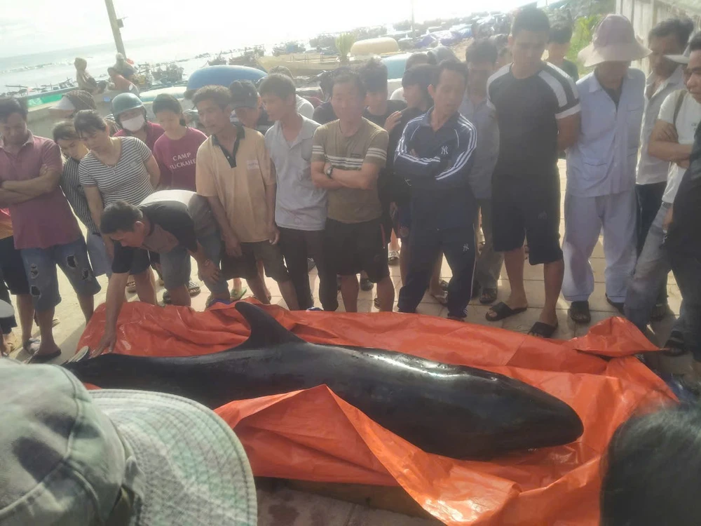 Cá voi nặng 200kg dạt vào bờ biển Quảng Ngãi IMG_20250512_110932.jpg