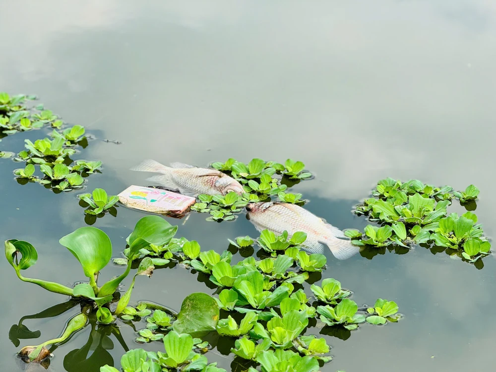 Hầu hết là cá rô phi sống tự nhiên trên sông 25f41f851aceaf90f6df.jpg