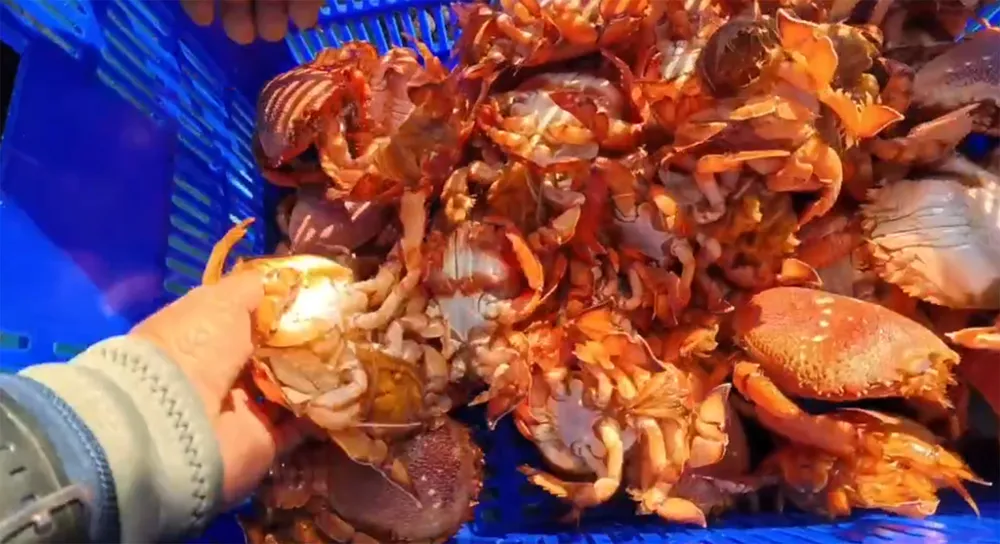 ការលែងក្ដាមដែលដឹកពងទៅតំបន់ស្តារអេកូឡូស៊ី។ រូបថត៖ ក្រុមប្រឹក្សាគ្រប់គ្រងបម្រុងសមុទ្រលីសុន Screenshot (236).jpg