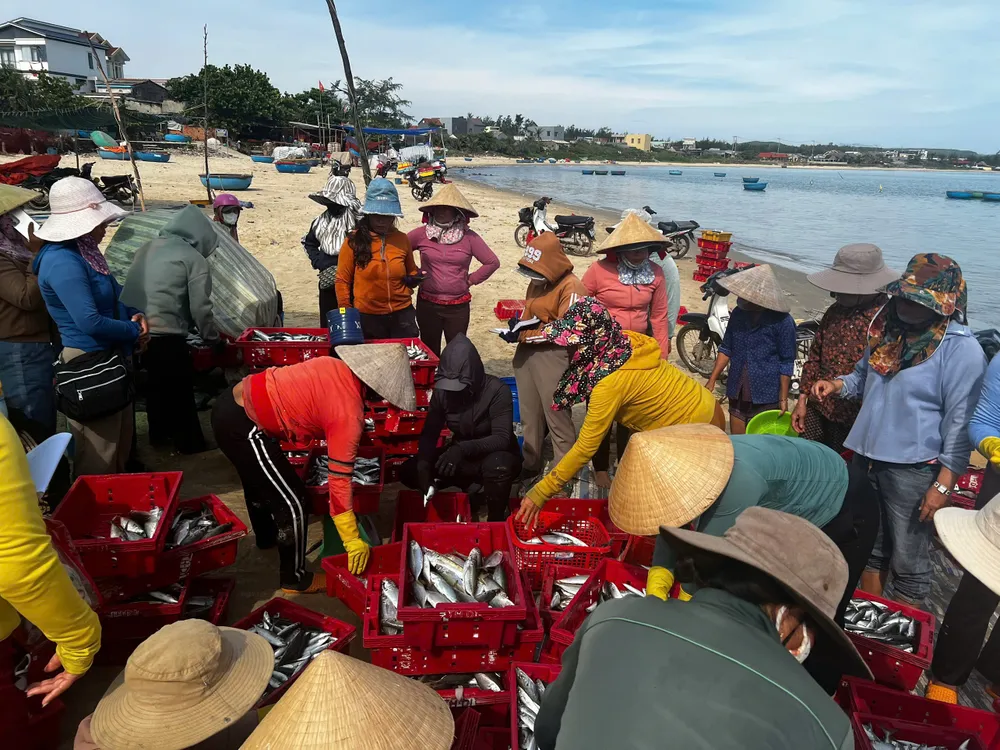 Tiểu thương nhanh chóng sắp xếp, phân loại cá. Ảnh: NGUYỄN TRANG cá nuc (1).jpg