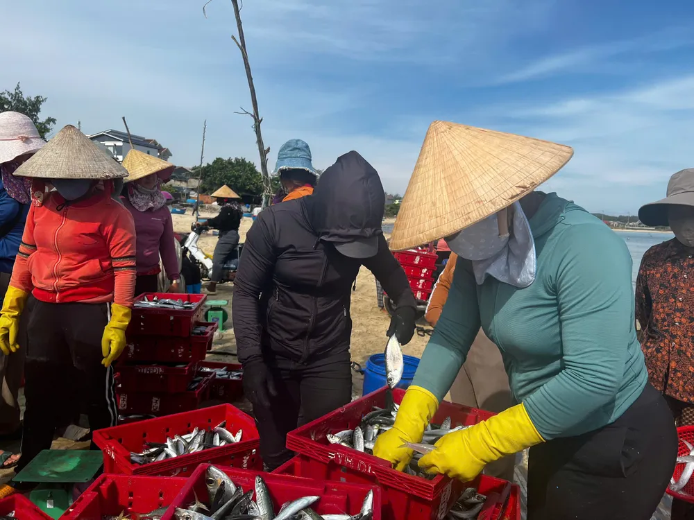 Chợ cá ở thôn Châu Thuận Biển (xã Bình Châu, huyện Bình Sơn, tỉnh Quảng Ngãi) luôn diễn ra nhanh chóng ngay trên bãi biển. Ảnh: NGUYỄN TRANG cá nuc (7).jpg