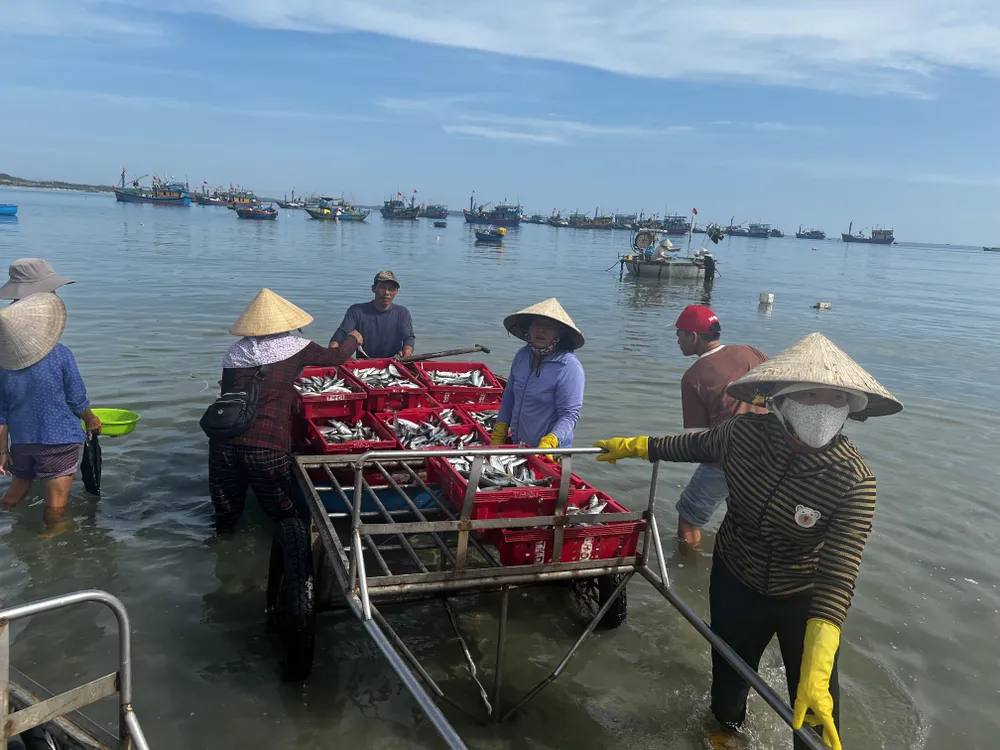 Huy động nhiều người kéo cá lên bờ. Ảnh: NGUYỄN TRANG IMG_0885.JPG