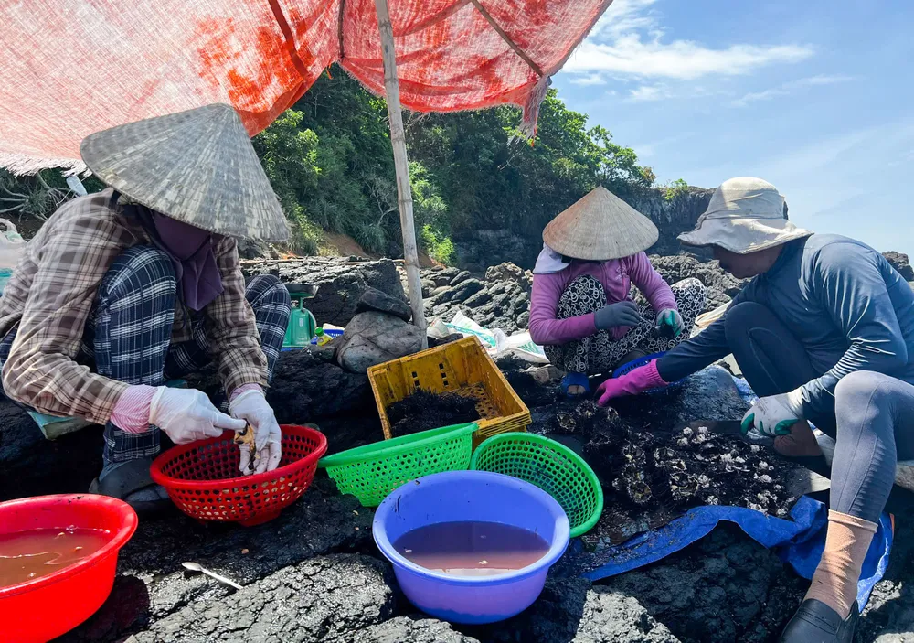 Mỗi người một công đoạn để sơ chế nhum ngay trên gành đá. Ảnh: NGUYỄN TRANG san nhum 11 (1 of 1).jpg