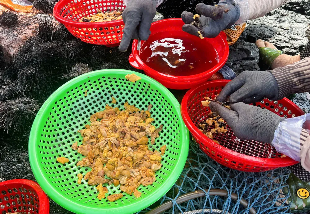 Cẩn thận để lấy phần thịt bên trong. Ảnh: NGUYỄN TRANG san nhum 6 (1 of 1).jpg