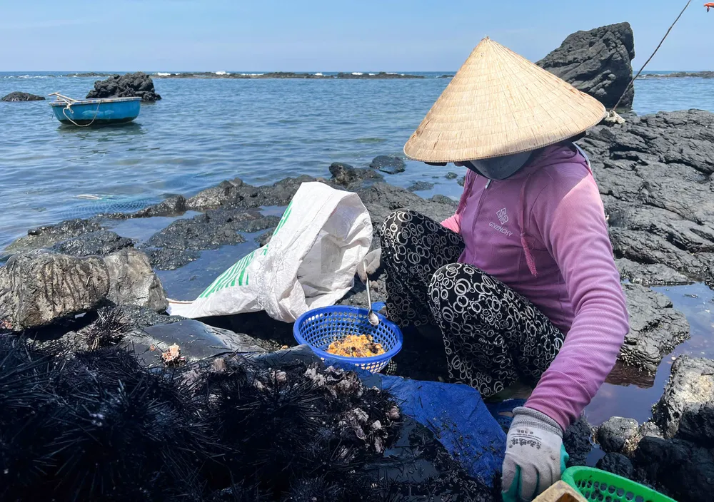 Tiến hành phân loại nhum. Ảnh: NGUYỄN TRANG san nhum 9 (1 of 1).jpg
