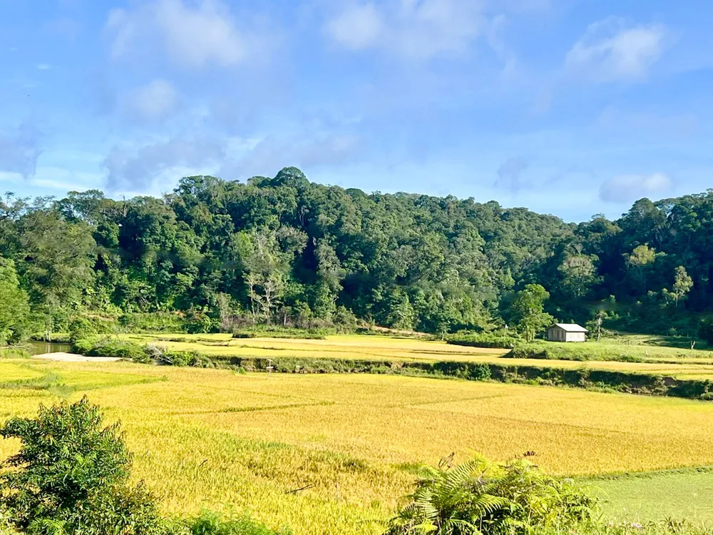 Những cánh đồng lúa chín vàng đang chuẩn bị vào mùa thu hoạch 17 (1 of 1) xong.jpg