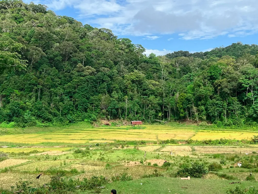 Vẻ đẹp hoang sơ của rừng núi xung quanh khu vực thác nước 4 (1 of 1).jpg