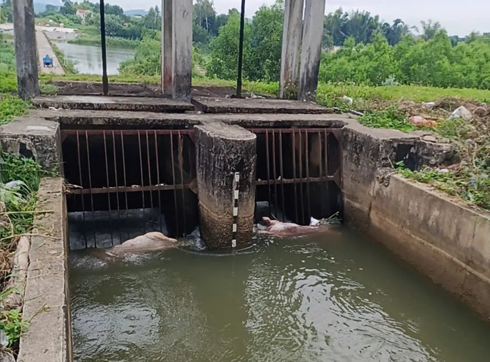 Tăng cường kiểm tra, kiểm soát tình trạng vứt xác heo chết tại các công trình kênh, mương thủy lợi heo chet kenh muong.jpg