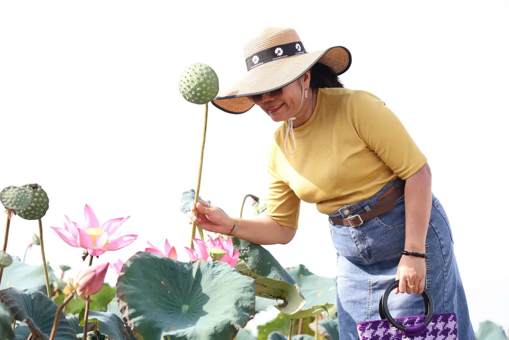 Nhiều du khách ghé đến tham quan hoa sen (7).jpg