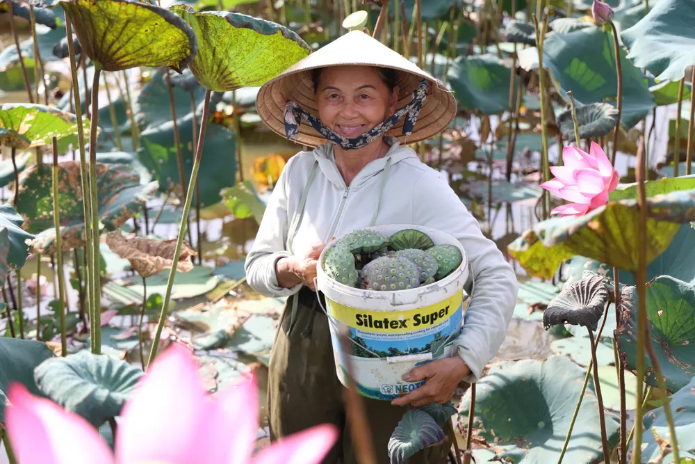 Trồng sen đang là hướng đi mang hiệu quả kinh tế cho vùng đất Sơn Mỹ, xã Tịnh Khê, tỉnh Quảng Ngãi hoa sen (9).jpg