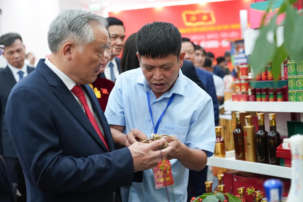 Sâm Ngọc Linh được trồng tại khu vực phía tây tỉnh Quảng Ngãi DSC09338.jpg
