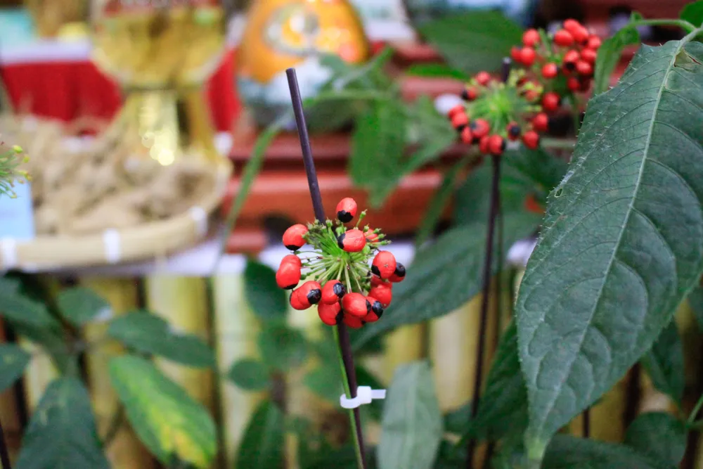 Cận cảnh sâm Ngọc Linh. Ảnh: NGUYỄN TRANG SÂM (1 of 1).jpg