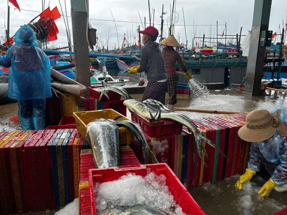 Những con cá tươi rói được đưa vào cảng sau chuyến biển. Ảnh: NGUYỄN TRANG IMG_20250927_182941.jpg