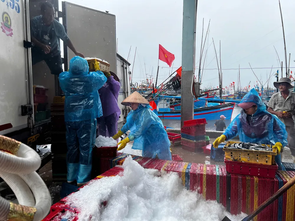 Đưa cá lên xe. Ảnh: NGUYỄN TRANG IMG_20250927_183016.jpg