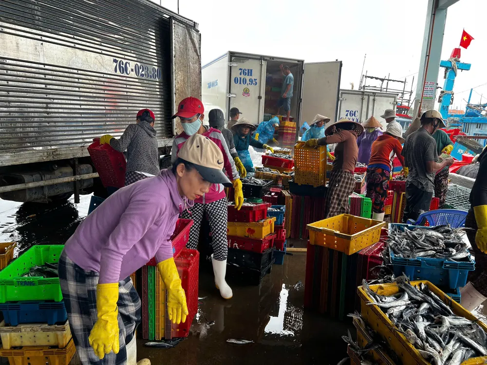 Trên cảng cá, những người phụ nữ tranh thủ phân loại, sắp xếp cá. Ảnh: NGUYỄN TRANG IMG_20250927_183035.jpg