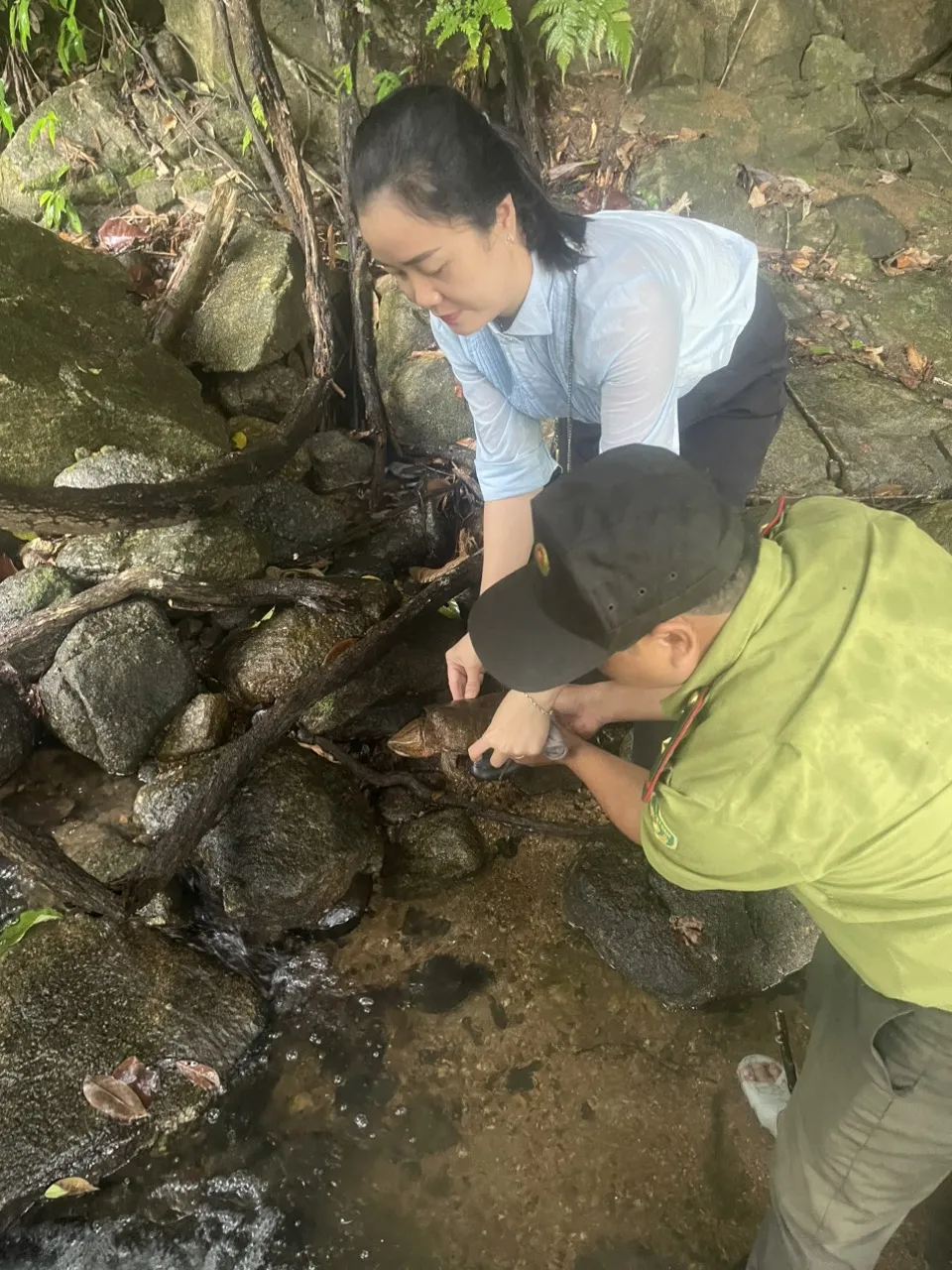 Các đơn vị phối hợp thả cá thể Rùa Đầu to về môi trường tự nhiên. Ảnh: HẠT KIỂM LÂM KHU VỰC XIV ddf1960990eb1ab543fa.jpg