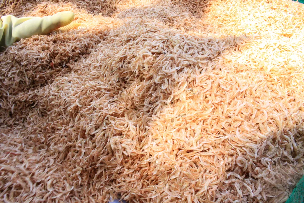 ruoc 11 (1 of 1).jpg