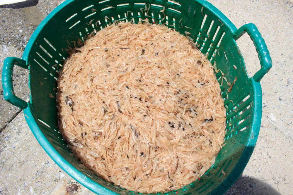 ruoc 14 (1 of 1).jpg