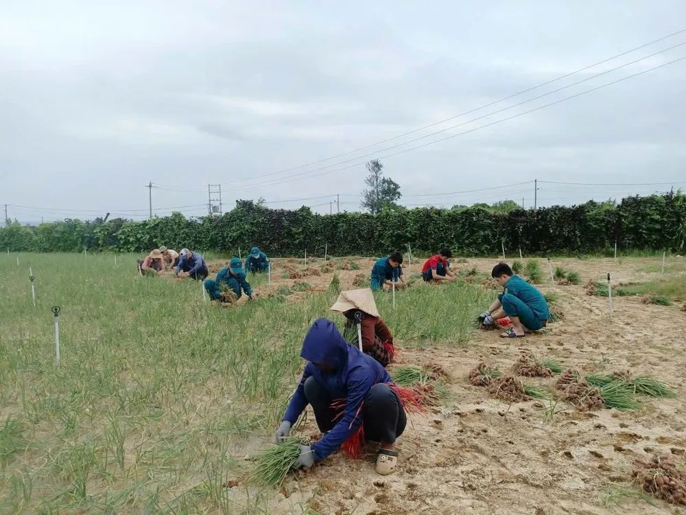 Dân quân cùng người dân thu hoạch hành tím. Ảnh: MAI BÌNH đặc khu lý sơn (10).jpg