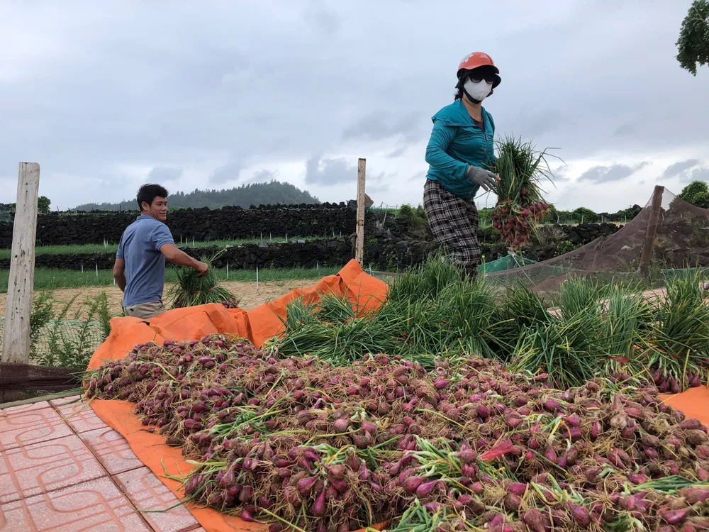 Hành tím được thu hoạch sớm để tránh thiệt hại đặc khu lý sơn (6).jpg