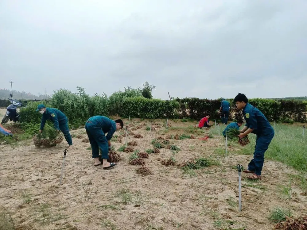 Khẩn trương thu hoạch hành tím trước bão đổ bộ. Ảnh: MAI BÌNH đặc khu lý sơn (9).jpg