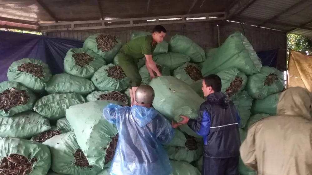 Công an xã Đông Trà Bồng hỗ trợ người dân di dời những bao quế đến nơi an toàn. Ảnh: C.A ĐÔNG TRÀ BỒNG đông trà bồng (11).jpg