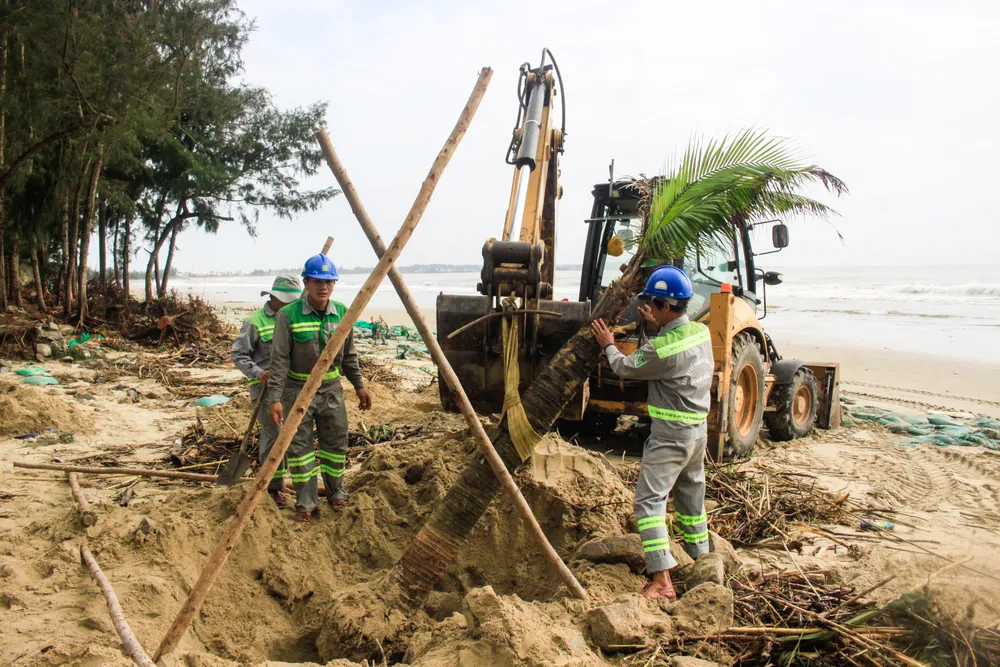 Återplantering av kokospalmer längs kusten som slagits omkull av vågorna. Foto: NGUYEN TRANG sau bao 8 (1 of 1).jpg