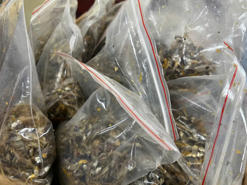 Phân chia từng bịch cá cơm. Ảnh: NGUYỄN TRANG