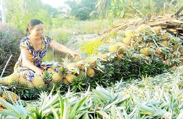 Nông dân huyện Thạnh Trị đang thu hoạch khóm