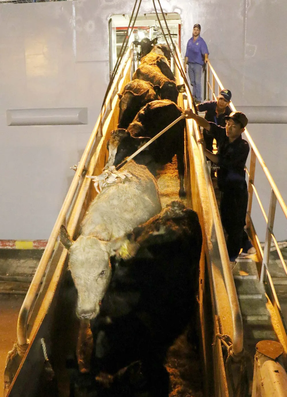 Vinamilk nhập khẩu 2.000 con bò sữa từ Mỹ ảnh 4