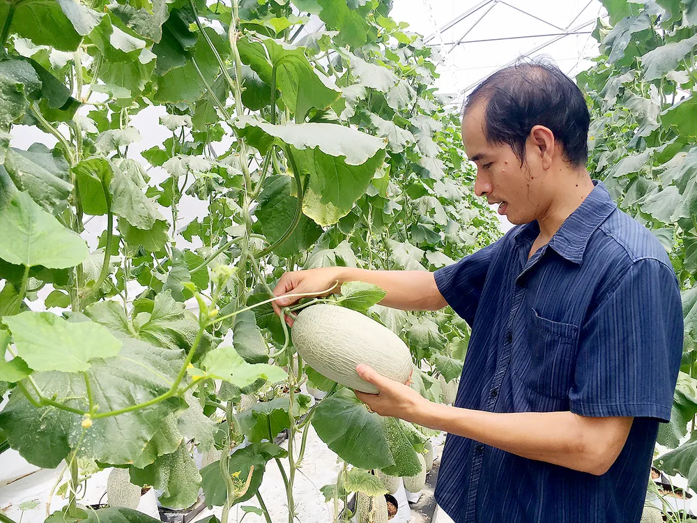 Khấm khá nhờ nông nghiệp công nghệ cao ảnh 1 Khấm khá nhờ nông nghiệp công nghệ cao ảnh 1
