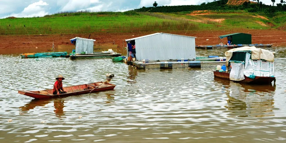 Khoanh nợ cho các gia đình bị thiệt hại do cá chết trên hồ thủy điện ảnh 1