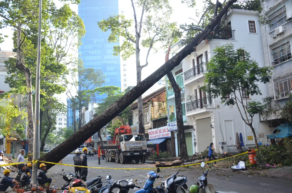Cây cổ thụ bật gốc ngã đè trúng nhà 3 tầng ở TPHCM ảnh 1