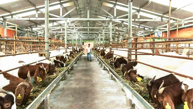 Nuôi dê - Hướng đi ổn định trong chăn nuôi ảnh 1 Nuôi dê - Hướng đi ổn định trong chăn nuôi ảnh 1