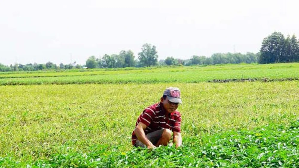 Nông dân thu hoạch rau muống