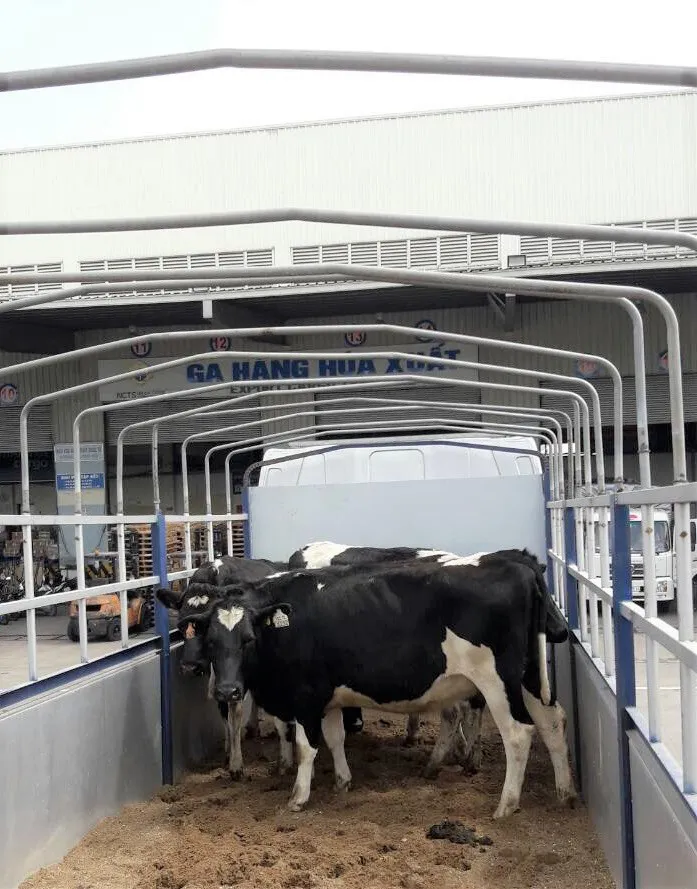 Vinamilk tiên phong nhập khẩu bò sữa chất lượng cao về Việt Nam ảnh 3 Vinamilk tiên phong nhập khẩu bò sữa chất lượng cao về Việt Nam ảnh 3