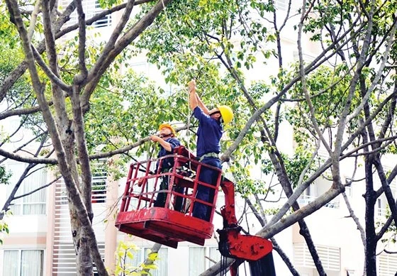 Thiếu phương tiện tỉa cành, cắt nhánh cây trong mùa mưa bão ảnh 1 Thiếu phương tiện tỉa cành, cắt nhánh cây trong mùa mưa bão ảnh 1
