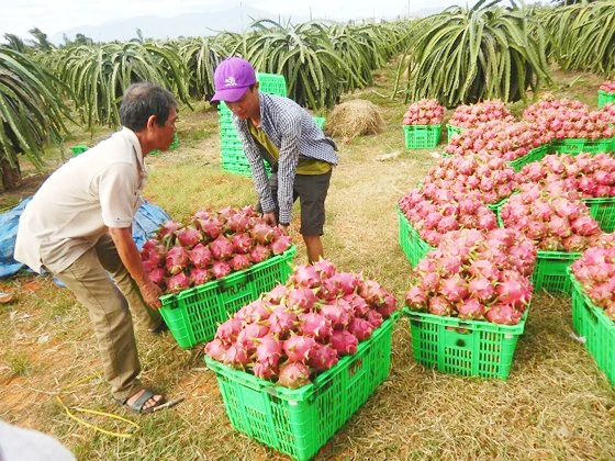 Lotte Mart hỗ trợ tiêu thụ thanh long Bình Thuận