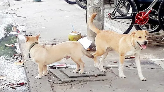 Kiểm soát chặt việc nuôi chó trong khu dân cư ảnh 1