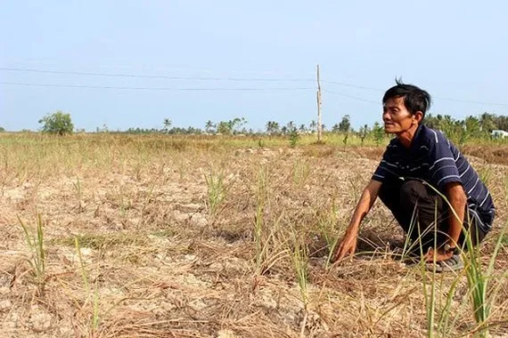Một cánh đồng ở ĐBSCL bị xâm nhập mặn