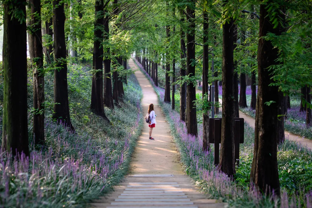 Hàn Quốc tổ chức Tuần lễ chào đón khách du lịch Việt Nam ảnh 3