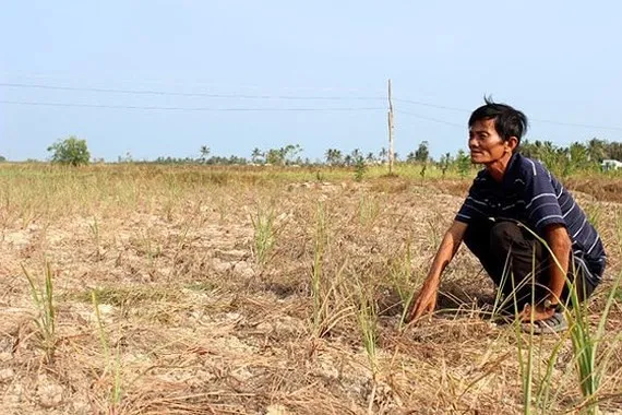 Tình trạng xâm nhập mặn tại Nam bộ diễn biến phức tạp